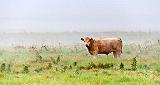 Out Standing In Its Field_45892